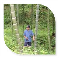 日本客户观察竹材生长情况